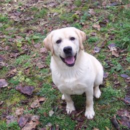 Botti "Bo-Tee" ( as in Jazz Trumper Chris Botti ) - Labrador Retriever