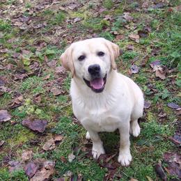Botti "Bo-Tee" ( as in Jazz Trumper Chris Botti ) - Labrador Retriever