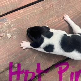 Girl 3 - Black and white female German Shorthaired Pointer puppy in Fremont, Nebraska from Weiland GSP's