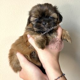 AKC Sylvee - Brindle female Shih Tzu puppy in Moses Lake, Washington from Shurbeez Shih Tzu