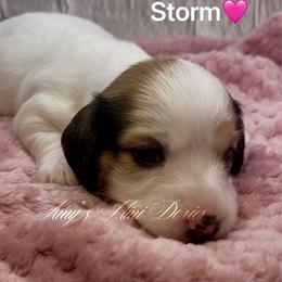 Storm AKC 2600 - Piebald female Dachshund puppy in Jena, Louisiana from Amy’s Mini Doxies
