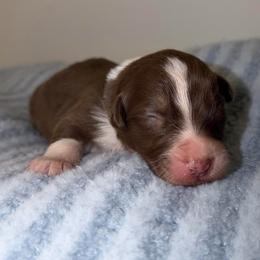 Winter - Red tri-color female Australian Shepherd puppy in Anniston, Alabama from All Hale Aussies