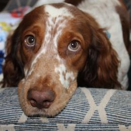 Violet - English Springer Spaniel