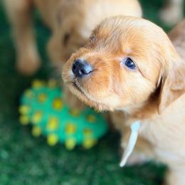 White - Dark golden female Golden Retriever puppy in Smithfield, Utah from Golden Palms Puppies
