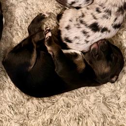 Daisy - Black tri female Miniature Australian Shepherd puppy in Harpers Ferry, West Virginia from Carter's Cuties
