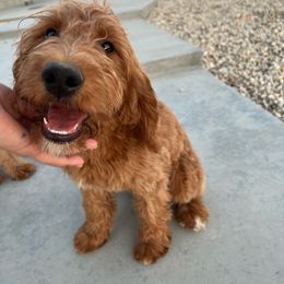 Dex - Goldendoodle