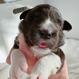 Tabitha - Border Collie puppy from Bluewater Border Collies