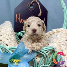 Homebrew - Parti male Labradoodle puppy in Bowman, Georgia from Companion Creek Farm