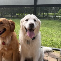 Golden Retrievers from Barrier Island Goldens