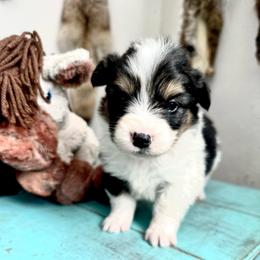 Kimes - Black and white female American Corgi puppy in Bayard, Nebraska from Puppies by Alies