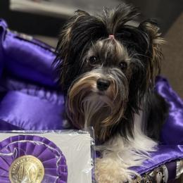 Skye - Biewer Terrier