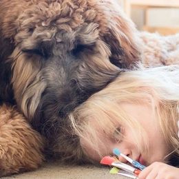Bernedoodles and Labradoodles from Linder Labradoodles