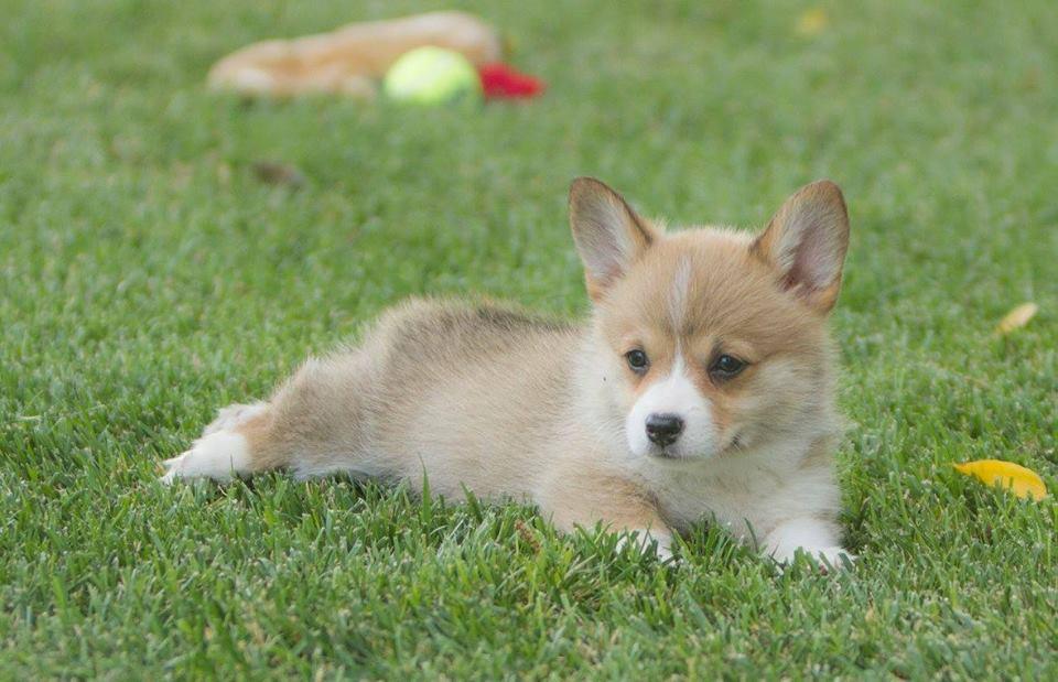 Early Spring Corgis in California | Pembroke Welsh Corgi puppies | Good Dog