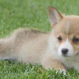 Pembroke Welsh Corgis from Early Spring Corgis