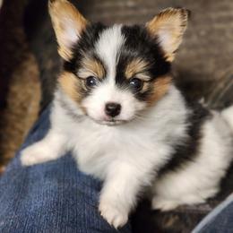 Traveler - Black and white male Companion Cross puppy in Davenport, Washington from Lovely Ladies and Little Asses Miniature Equines (L3A Pomeranians & Papillons)