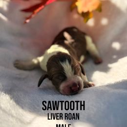 Sawtooth - Liver white and roan male English Springer Spaniel puppy in Uvalda, Georgia from Willow Creek Farms