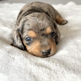 Dachshund Puppies from Silver Dach Farms