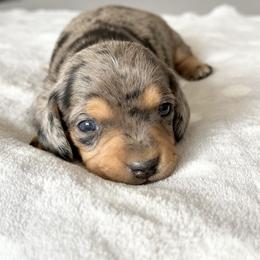 Dachshund Puppies from Silver Dach Farms