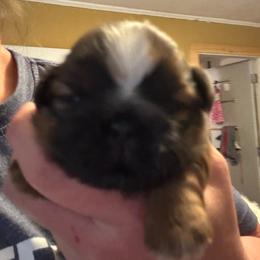Girl 3 - Black gold and white female Shih Tzu puppy in Augusta, Maine from Zulas Shih Tzu of Maine