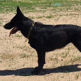 German Shepherds from Von Schwarzwald German Shepherds