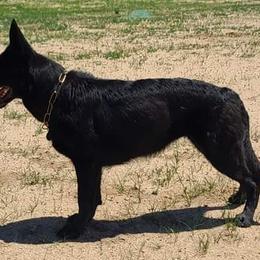 German Shepherds from Von Schwarzwald German Shepherds