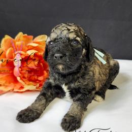 Old Fashioned - Sable male Cockapoo puppy in Mancelona, Michigan from Lavender poodles & doodles