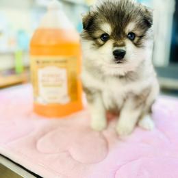 Mickey - Silver and white male Pomsky puppy in Yavapai County, Arizona from Pawsh Pomskies