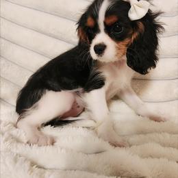 Bonbon - Tri-color female Cavalier King Charles Spaniel puppy in Wilburton, Oklahoma from My Kids Kennel