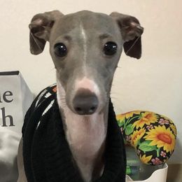 Italian Greyhounds from Shengli IGs