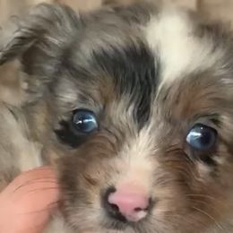 Girl 1 - Miniature Australian Shepherd puppy in Paris, Texas from Kuttin’ Up Mini Aussies