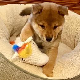 Ashoka - Red female Shiba Inu puppy in Milton, Florida from Moonlight Shibas