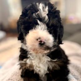 Green collar boy - Tri-color male Bernedoodle puppy in Lake, Michigan from 3 King Doodles & Poodles