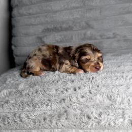 Zara - Dapple female Dachshund puppy in New Albany, Mississippi from Double A. Doxies