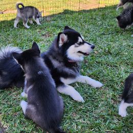 Pomsky Puppies from Way too cute Pomskies
