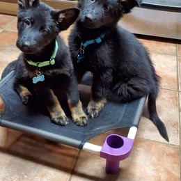 German Shepherd Puppies from Legendar Kennels