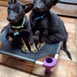 German Shepherd Puppies from Legendar Kennels
