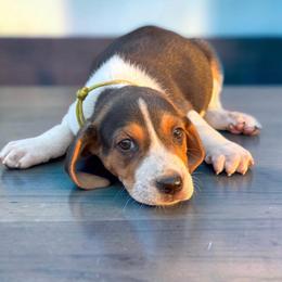 Yellow boy - Tri-colored male Treeing Walker Coonhound puppy in Lovelady, Texas from 3 Color Kennel