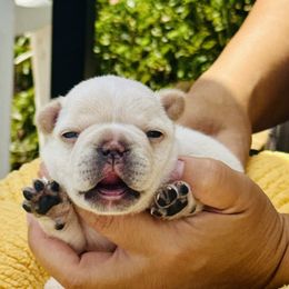 French Bulldog puppies from Painted Desert Frenchies