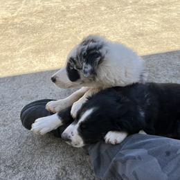 Border Collie Puppies from Roaring River Border Collies