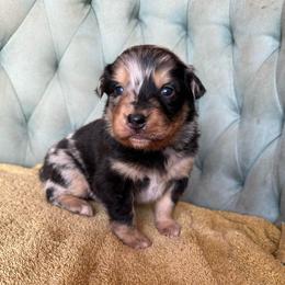 ON HOLD-Boy 1 - Blue merle male Australian Shepherd puppy in Bison, South Dakota from South Dakota Creekside Australian Shepherds
