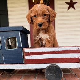 Tigress - Red  female Goldendoodle puppy in Rose Hill, North Carolina from Red Door Canines