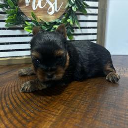 Boy 2 - Black and tan male Yorkshire Terrier puppy in Cornelia, Georgia from Kruz Kennels