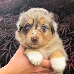AKC Espresso (Natural Tail) - Red merle male Australian Shepherd puppy in Jonesborough, Tennessee from 5AFarms