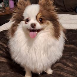 Pheobe - Chocolate parti female Pomeranian puppy in Oologah, Oklahoma from GG's Pomeranians