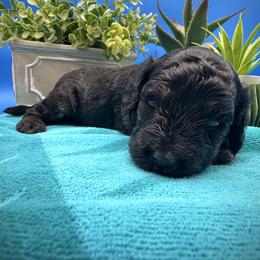 Poppy - Black and tan female Cavapoo puppy in Selma, Texas from Sage Mini Doodles