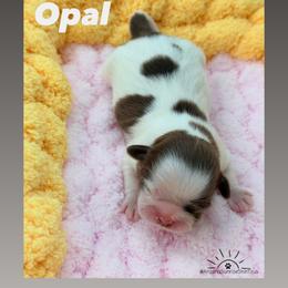 Opal - Liver and white female Shih Tzu puppy in Waddell, Arizona from Arizona Sunrise Shih Tzus