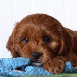 Sprout - Red male Cavapoo puppy in Springtown, Texas from North Texas Puppies