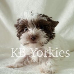 Yorkshire Terriers from Kim's Yorkshire Terriers