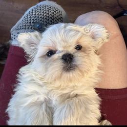 Bear - White male Shih Tzu puppy in Covington, Georgia from Top Hats 2  Shih Tzu’s