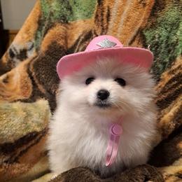 TEDDY-Girl 1 - Wolf sable female Pomeranian puppy in Lore City, Ohio from Tonia's Pomeranians